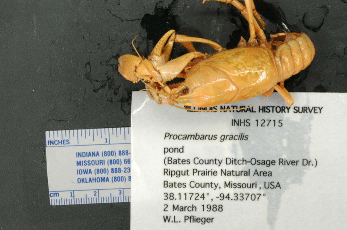 Procambarus gracilis image